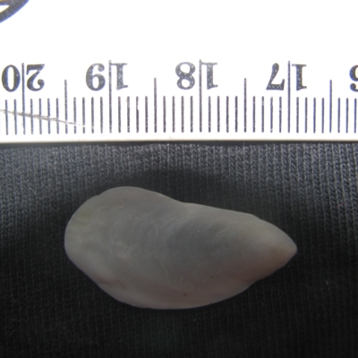 Crepidula immersa