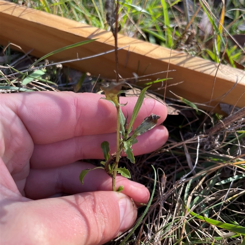 Crepis capillaris
