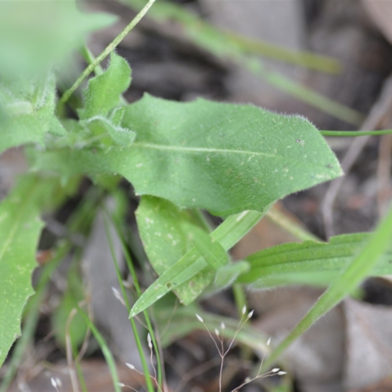 Crepis foetida subsp. foetida