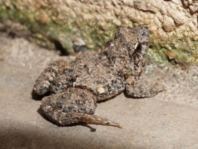 Crinia parinsignifera (Plains Froglet)