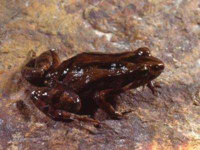 Crinia signifera (Common Eastern Froglet)