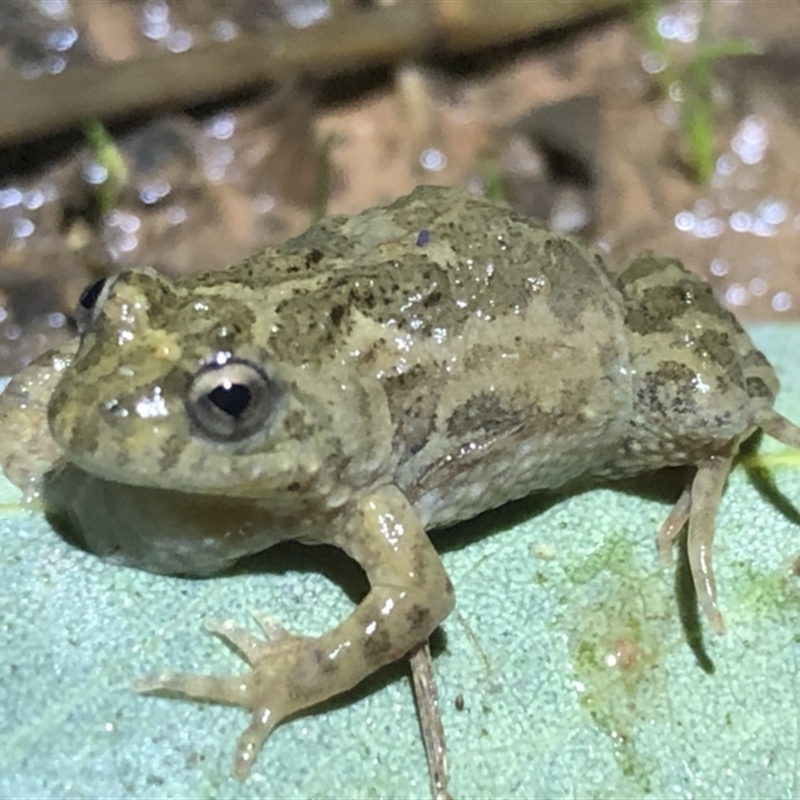 Crinia sloanei