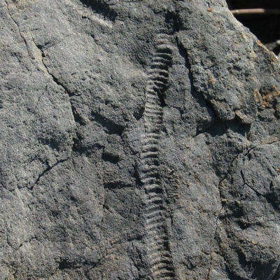 Crinoidea