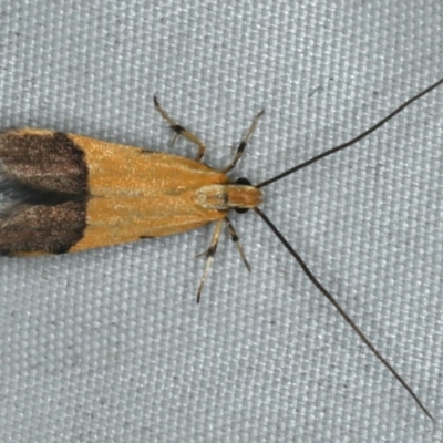 Crocanthes micradelpha