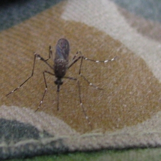 Aedes notoscriptus