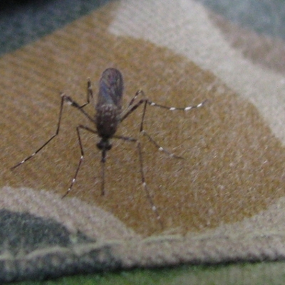 Aedes notoscriptus