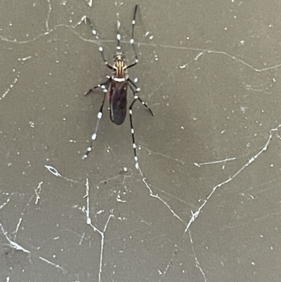 Aedes notoscriptus