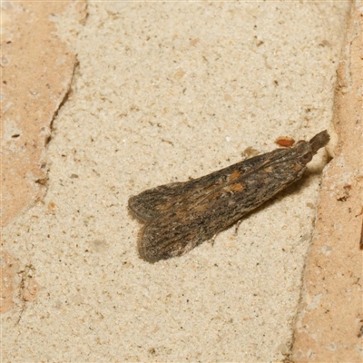 Crocydopora cinigerella