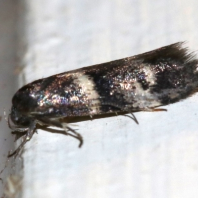 Crossophora semiota