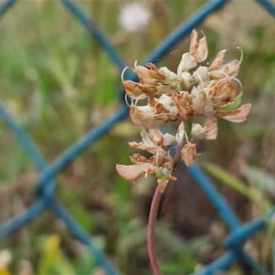 Crotalaria lanceolata subsp. lanceolata