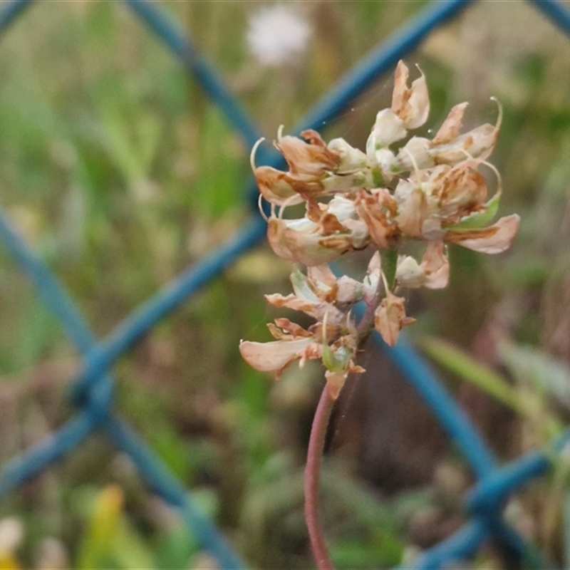 Crotalaria lanceolata subsp. lanceolata