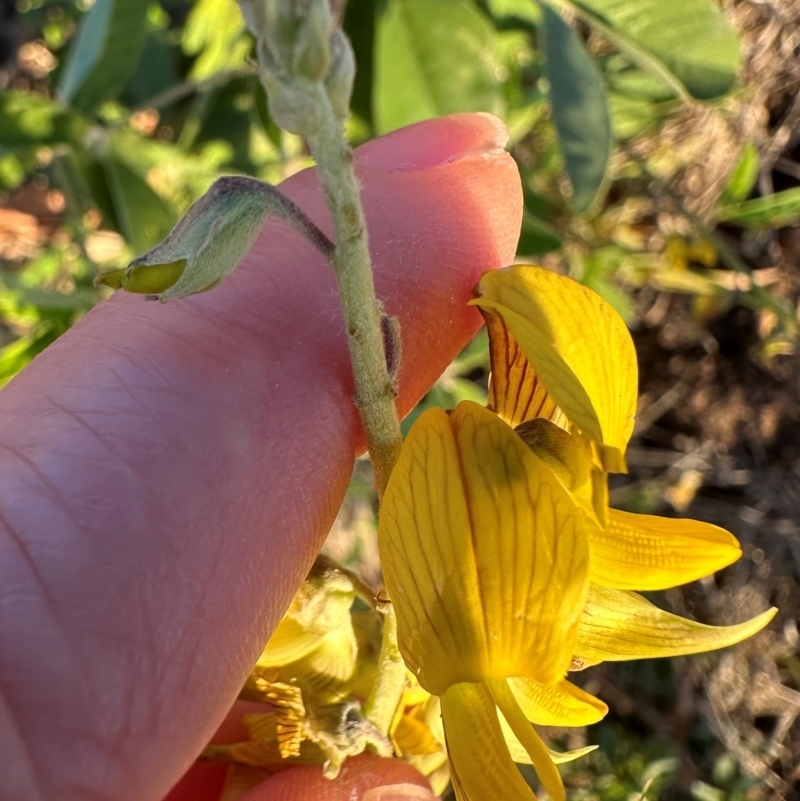 Crotalaria pallida subsp. obovata