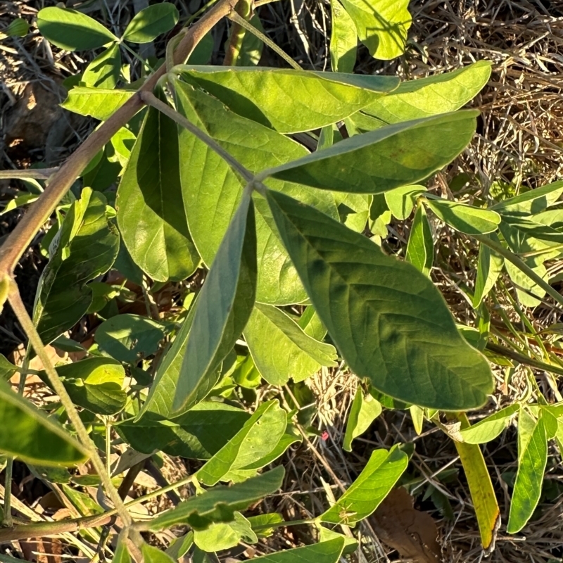 Crotalaria pallida subsp. obovata