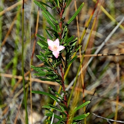 Crowea exalata subsp. magnifolia