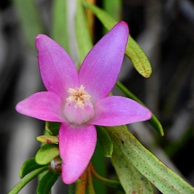 Crowea exalata subsp. magnifolia