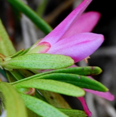 Crowea exalata subsp. magnifolia