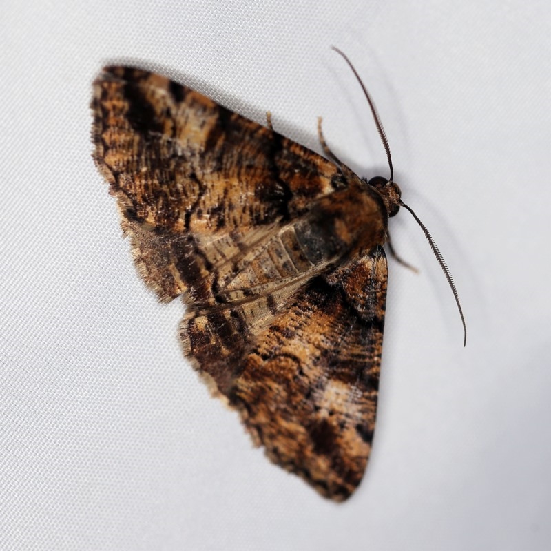 Cryphaea xylina