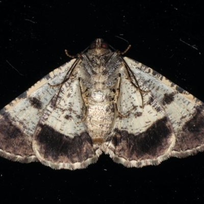 Cryphaea xylina