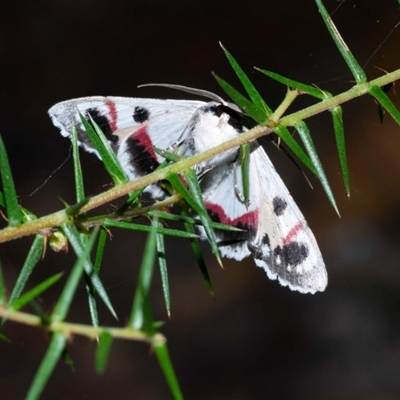 Crypsiphona ocultaria