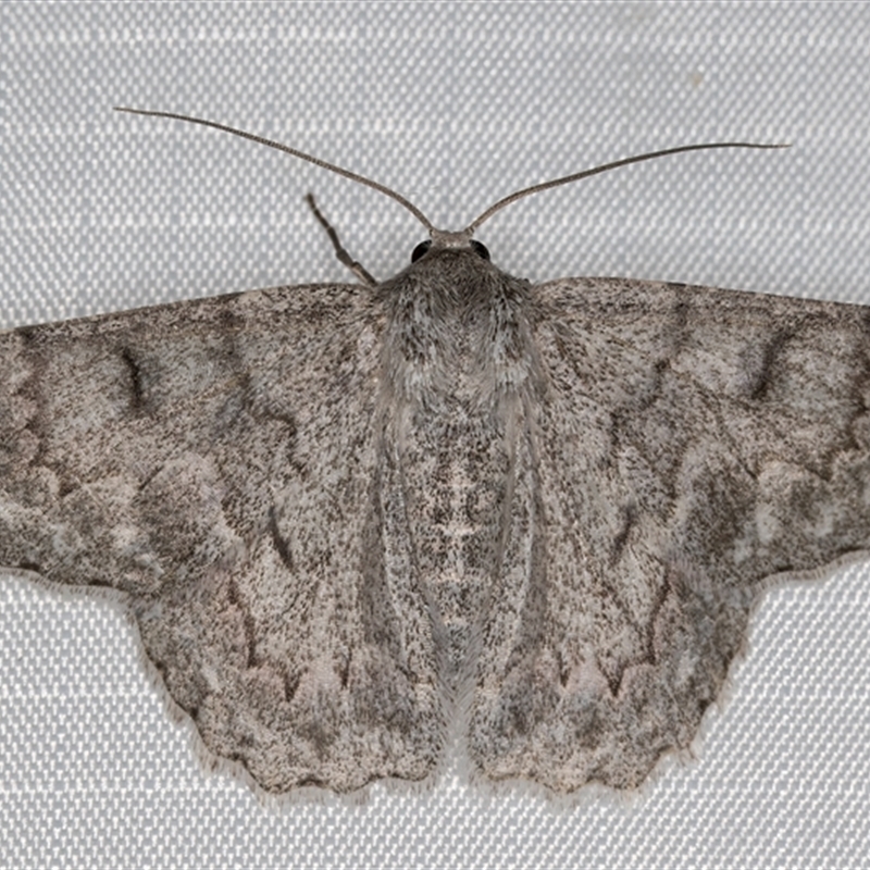 Crypsiphona ocultaria