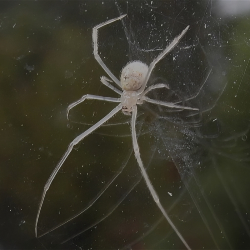 Cryptachaea gigantipes