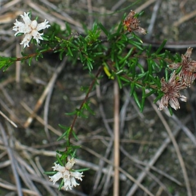 Cryptandra ericoides