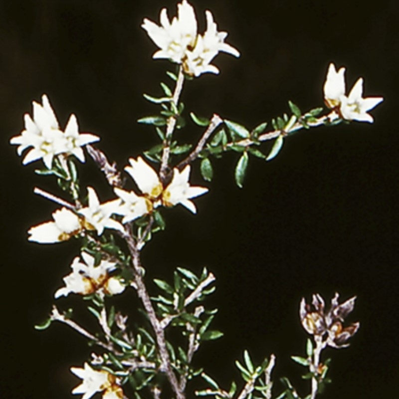 Cryptandra propinqua