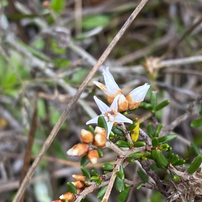 Cryptandra propinqua