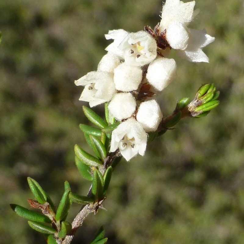 Cryptandra sp. Floriferous (W.R.Barker 4131) W.R.Barker