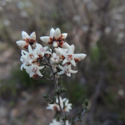 Cryptandra speciosa subsp. speciosa