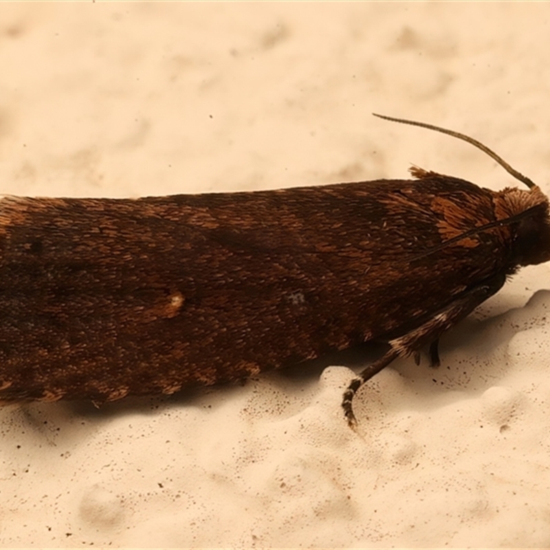 Cryptaspasma sordida