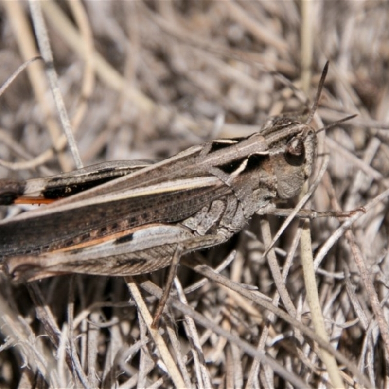 Cryptobothrus chrysophorus