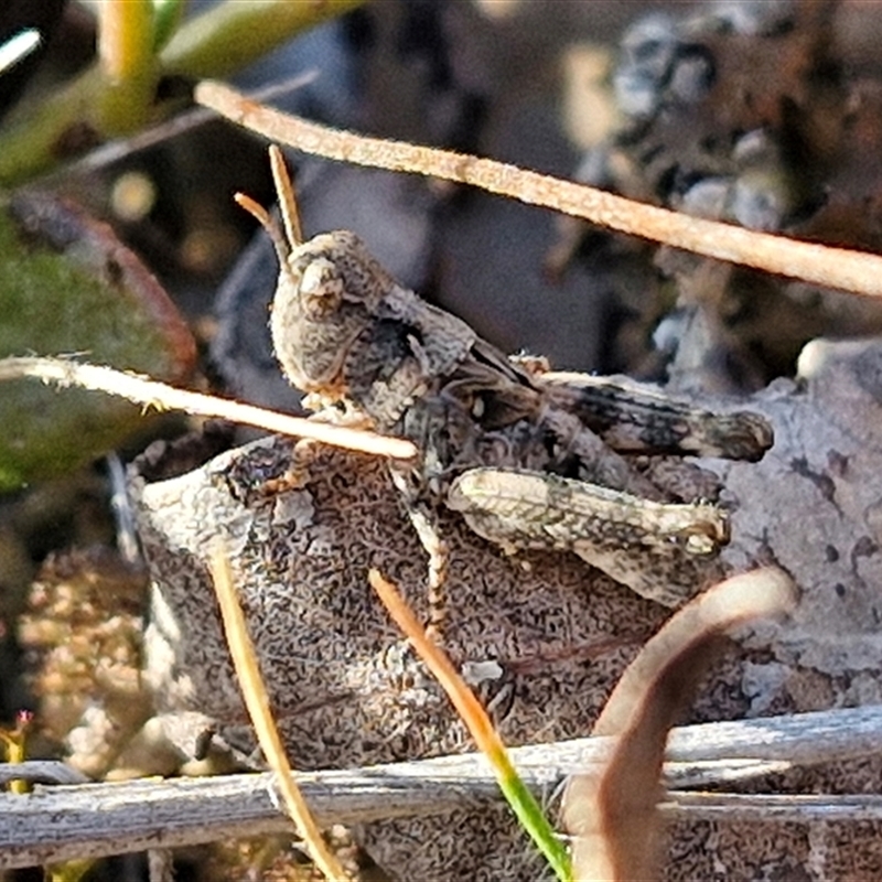 Cryptobothrus chrysophorus