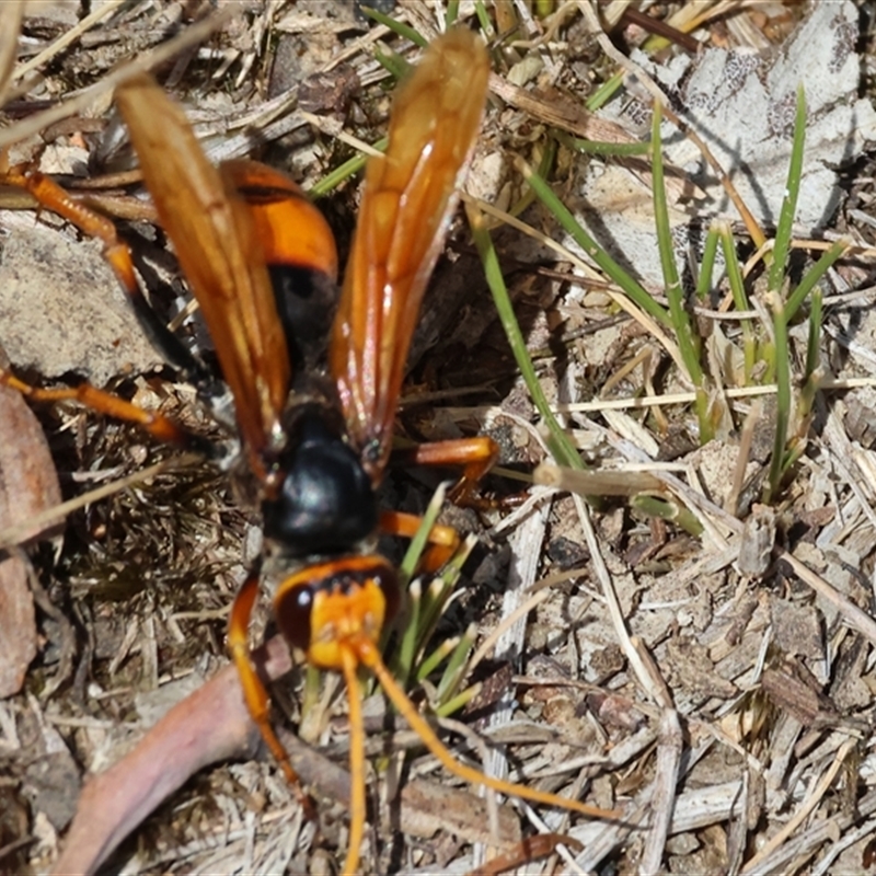 Cryptocheilus australis