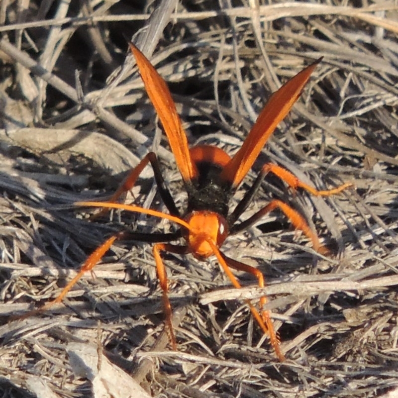 Cryptocheilus bicolor