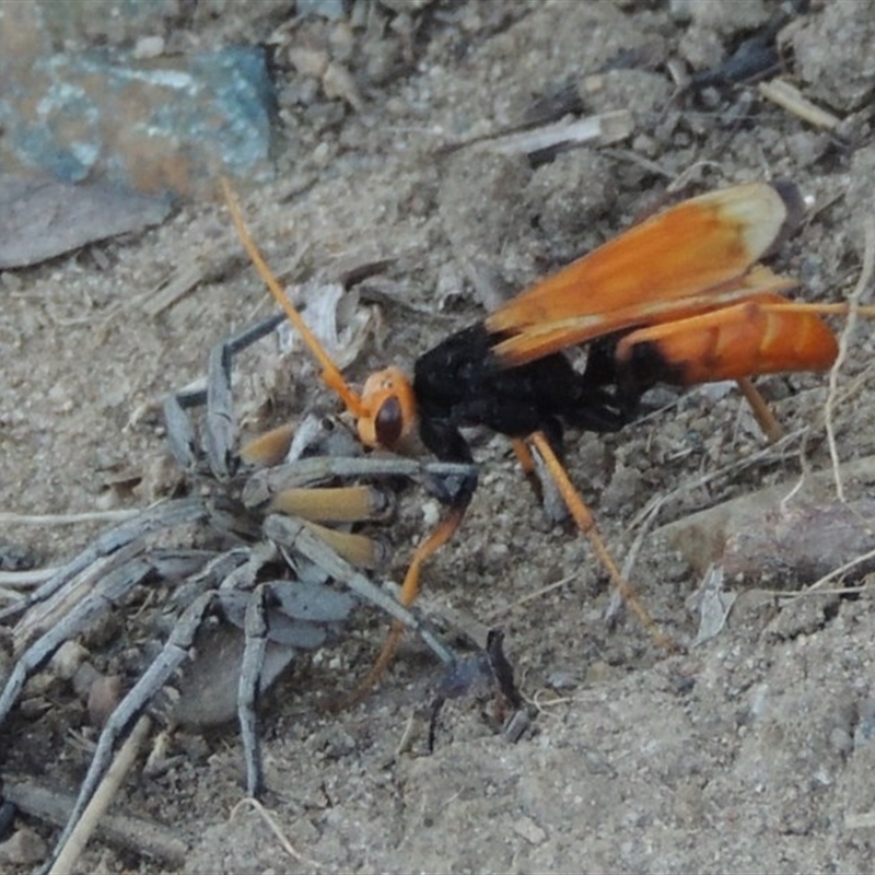 Cryptocheilus bicolor