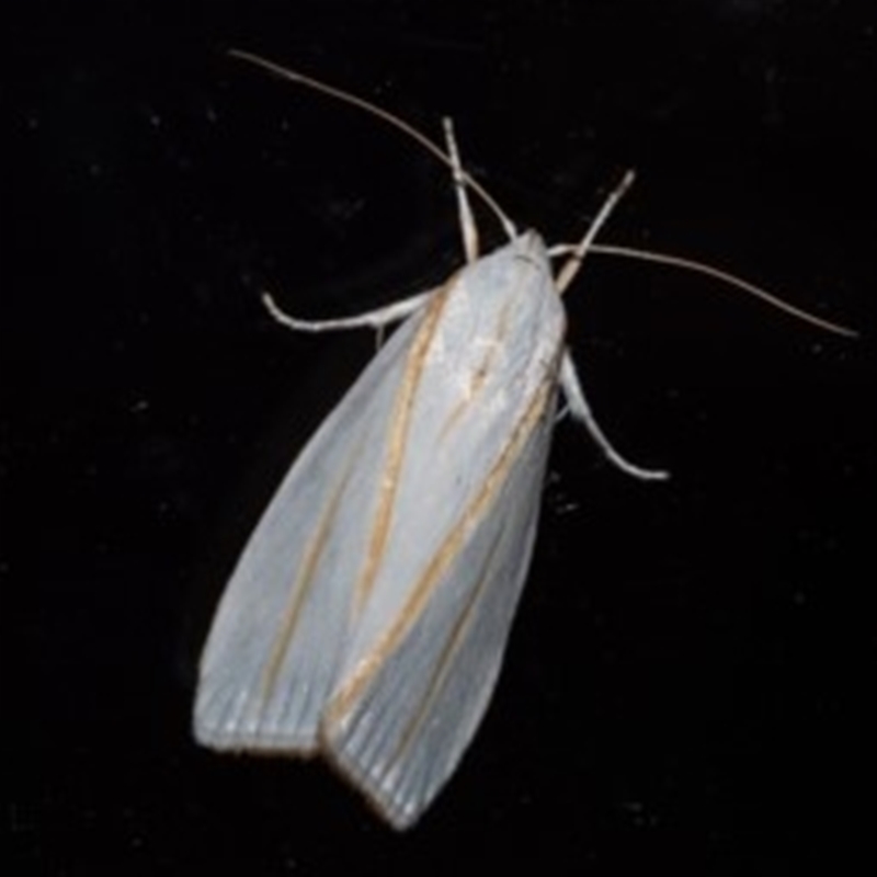 Cryptophasa flavolineata