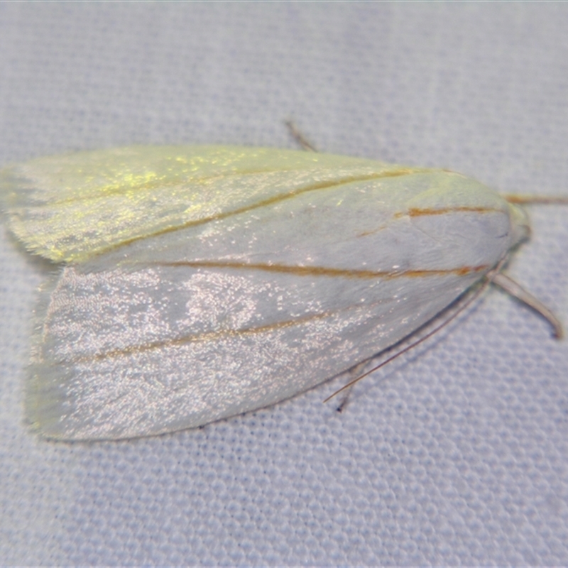 Cryptophasa flavolineata
