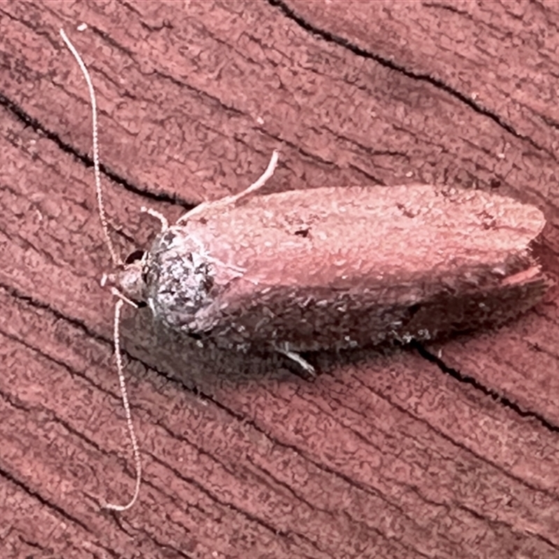 Cryptophasa (genus)