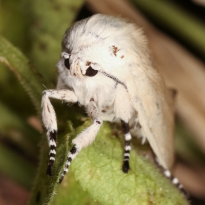 Cryptophasa sp. nr balteata