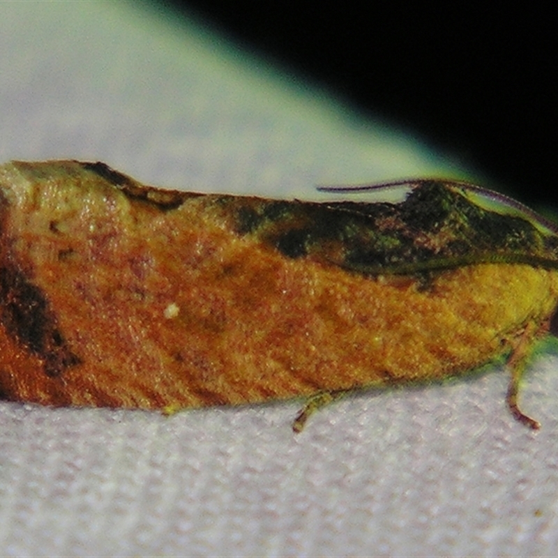 Cryptophlebia ombrodelta