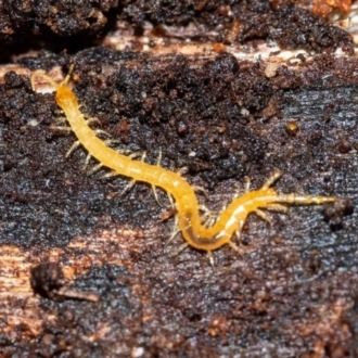 Cryptops sp.