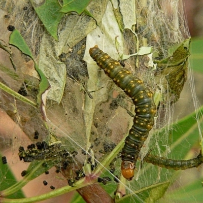 Cryptoptila australana