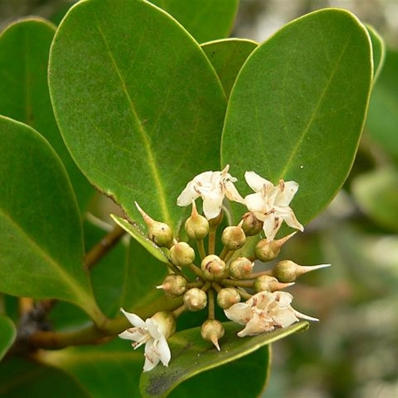 Aegiceras corniculatum