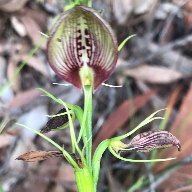 Cryptostylis erecta