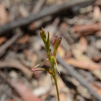 Cryptostylis hunteriana