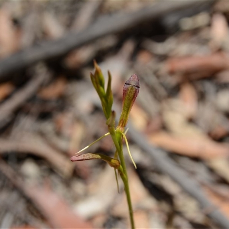 Cryptostylis hunteriana