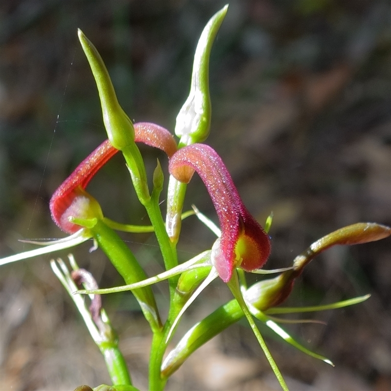 Cryptostylis hunteriana