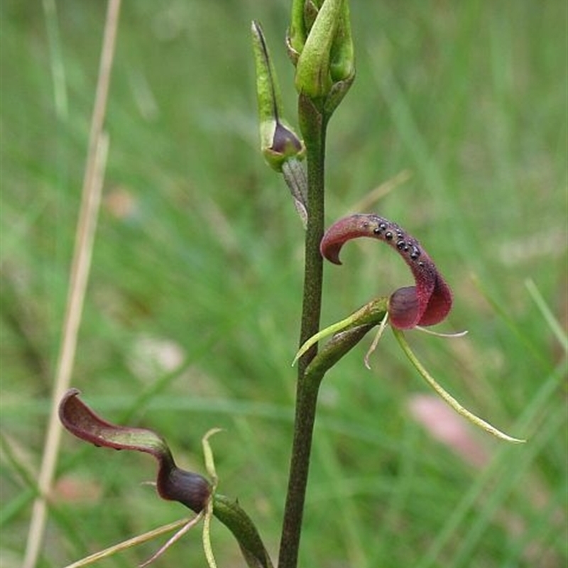 Cryptostylis leptochila