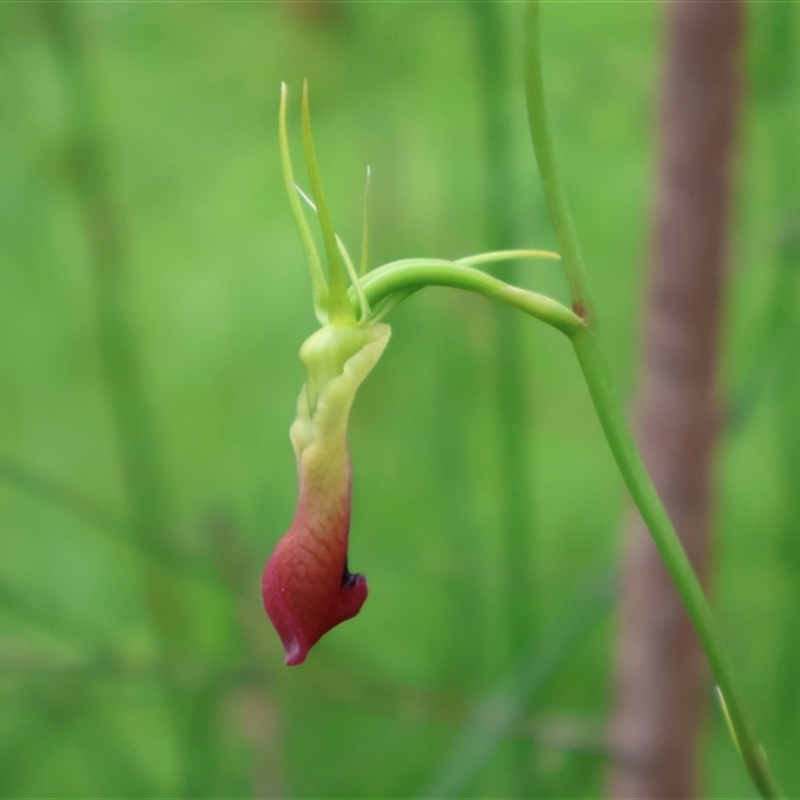 Cryptostylis subulata